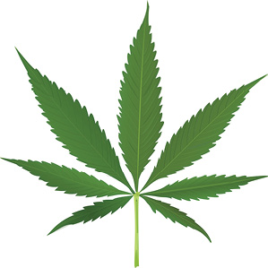 cannabis_leaf_vector.jpg