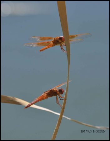 Dragonflies by Jim Van Housen