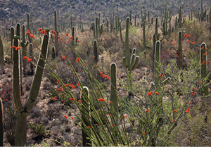 JamesCowlin-Desert Spring.jpg