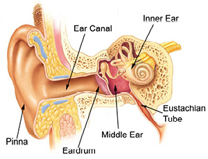 Ear diagram.jpg