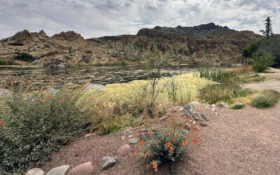 Endangered desert pupfish return to Ayer Lake at Boyce Thompson Arboretum; Restored lake is once again a safe haven for the rare desert fish