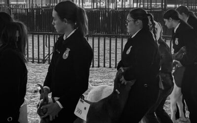 San Manuel FFA shows at Pima County Fair