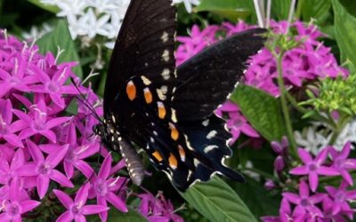 “Gardening for Butterflies & the Importance of Waystations”